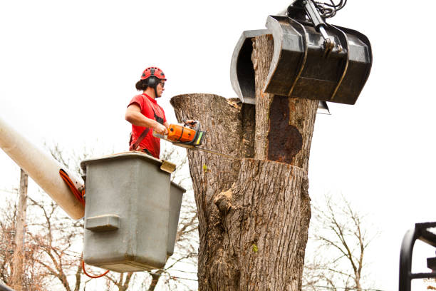 Best Residential Tree Removal  in Spring Lake Heights, NJ